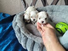 Malteze FCI