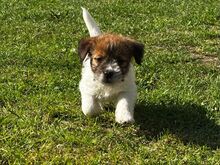 Jack Russell terjeri kutsikapoiss (FCI/LKF)