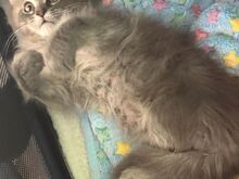 Maine Coon kassipojad