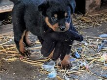 Rottweileri kutsikad