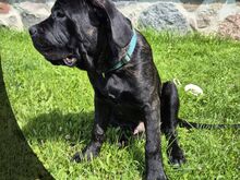 4- kuused Cane Corso kutsikad