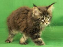MAINE COON KASSIPOJAD