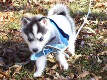 Siberi husky kutsikad