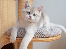 Британский короткошёрстный котёнок