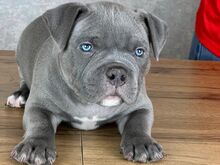 American Bully kutsikad