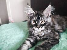 Maine coon