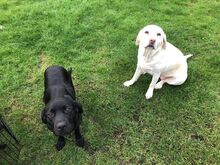 Labradori retriiveri kutsikad