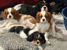 Cavalier King Charles spanjel