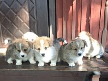 Welsh corgi pembroke kutsikad