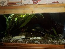 Akvaarium 126L