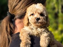 Cavapoo kutsikad