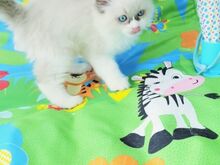 Ragdoll kassipojad.