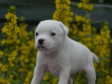 Staffordshire bullterjeri kutsikad