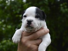 Staffordshire bullterjeri kutsikad