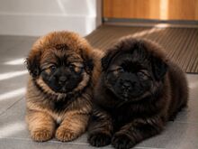 Pomopoo
