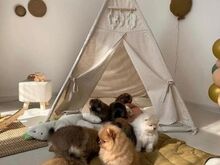 Ilus Kentucky osariigis registreeritud pomeranian,