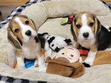 Müügil rõõmsad ja terved beagle'i kutsikad...