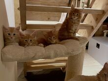 Müüa Maine Coon tõugu kassipojad