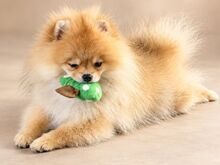 Pomeranian Spits