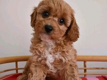 Cavapoo puppies