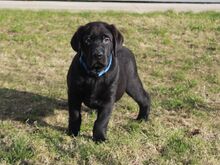 Labradori retriiveri kutsikad