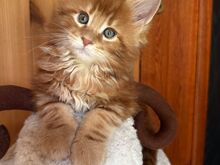 Maine Coon kassipojad otsivad armastavat kodu