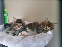 Maine coon kittens