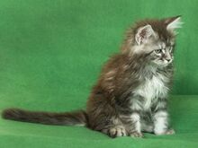 MAINE COON KASSIPOJAD