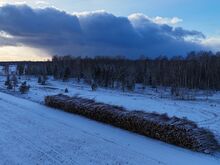 Võsalõikus ja kasvava võsa ost