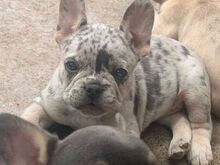 French bulldog puppies
