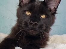 Maine coon