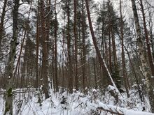 Лесная недвижимость