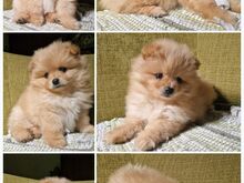 Pomeranian / kääbusspitsi preilid