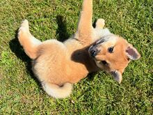 Shiba Inu
