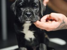 Cane Corso kutsikad