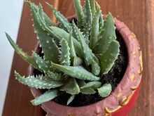 Aloe humilis