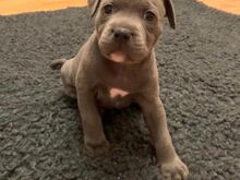 Staffordshire'i bullterjeri kutsikad