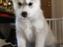 Siberi husky kutsikad EKL/FCI tõutunnistusega