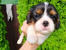 Cavalier King Charles spanjeli kutsikad