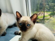 Väga ilusad Thai kassipojad