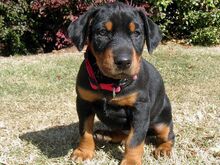 Dobermanni kutsikad