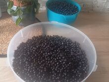 Metsmustikad