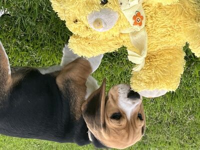 Beagle kutsikas