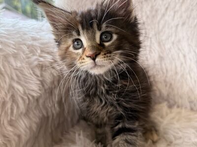 Maine Coon tõugu emased kassipojad