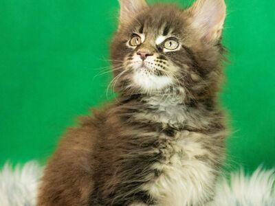 MAINE COON KASSIPOJAD