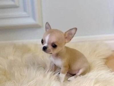 Chihuahua - Puppies