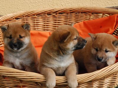 Shiba inu