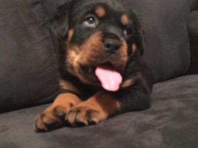 Rottweileri kutsikad