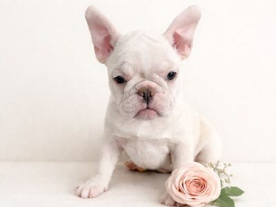 Prantsuse buldog
