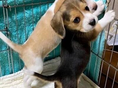Müüa rõõmsad ja terved beagle'i kutsikad
